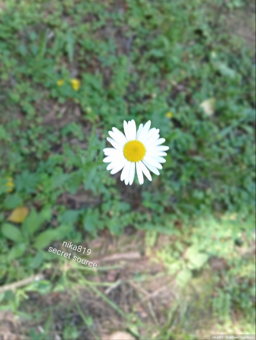 Дачные зарисовки от Кощея