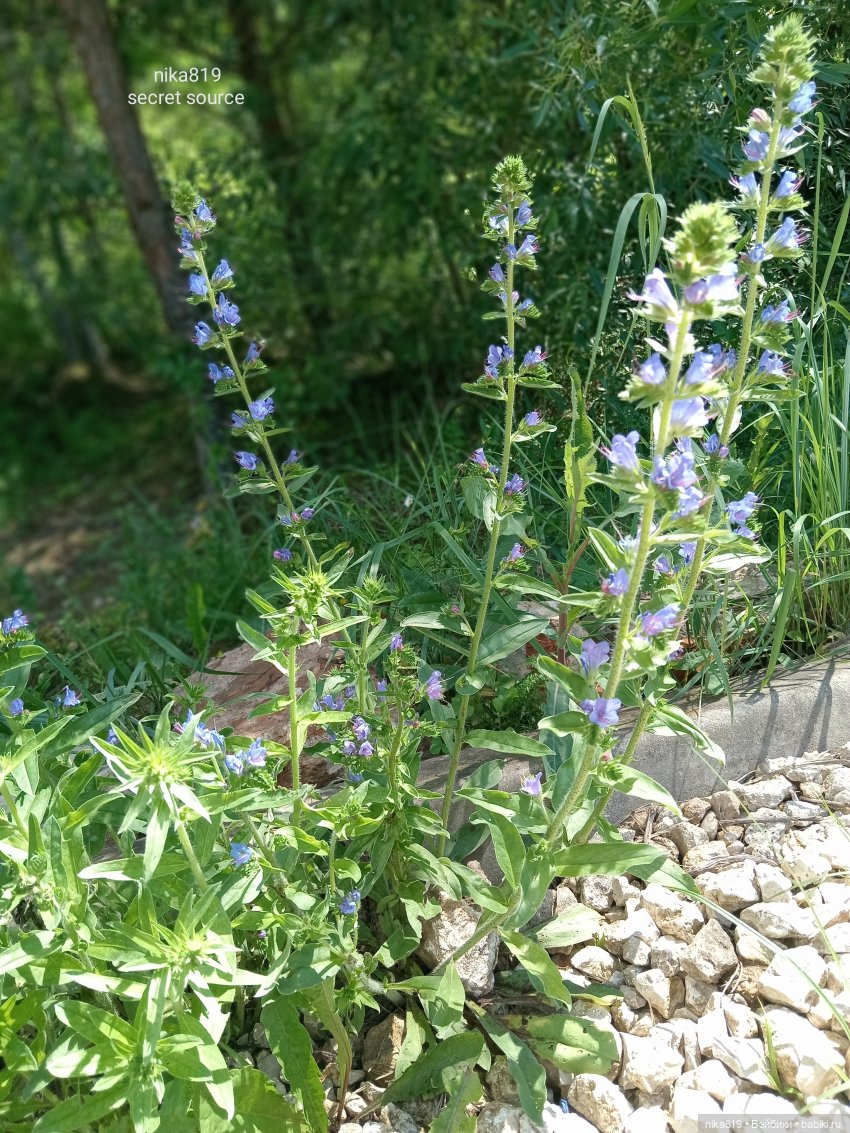 Дачные зарисовки от Кощея