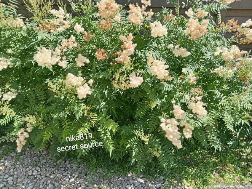 Дачные зарисовки от Кощея (фото 9)