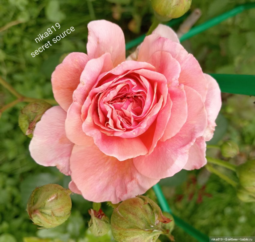 Дачные зарисовки от Кощея (фото 2)