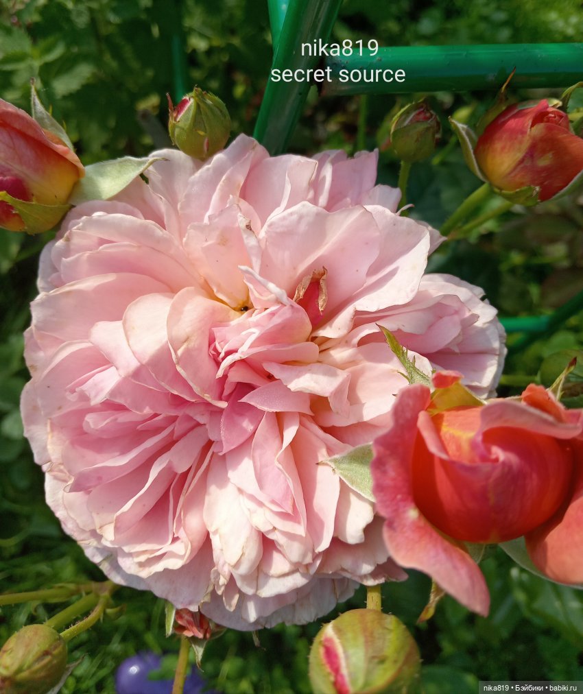 Новенький косюмчик — Куклы Barbie (Барби): Looks (фото 6)