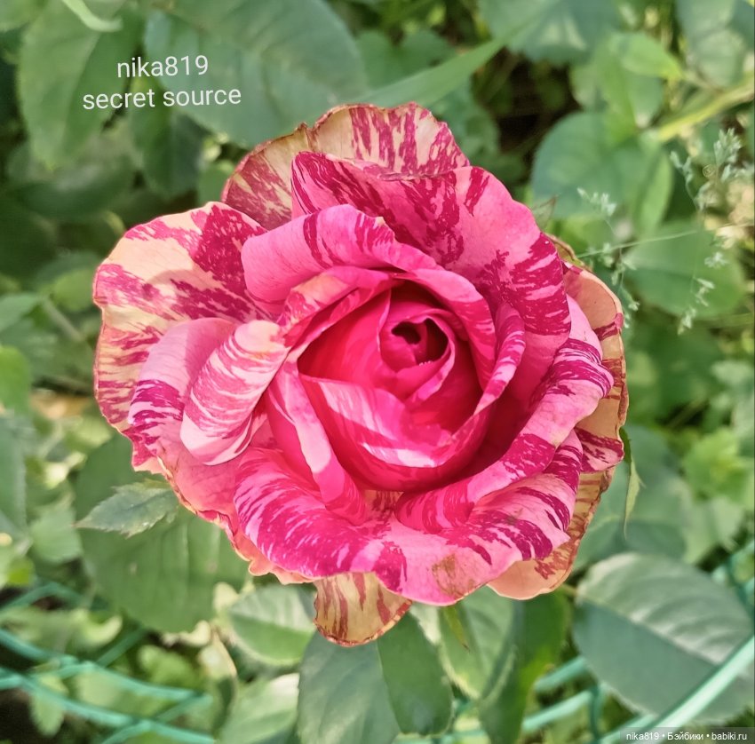 Новенький косюмчик — Куклы Barbie (Барби): Looks (фото 4)