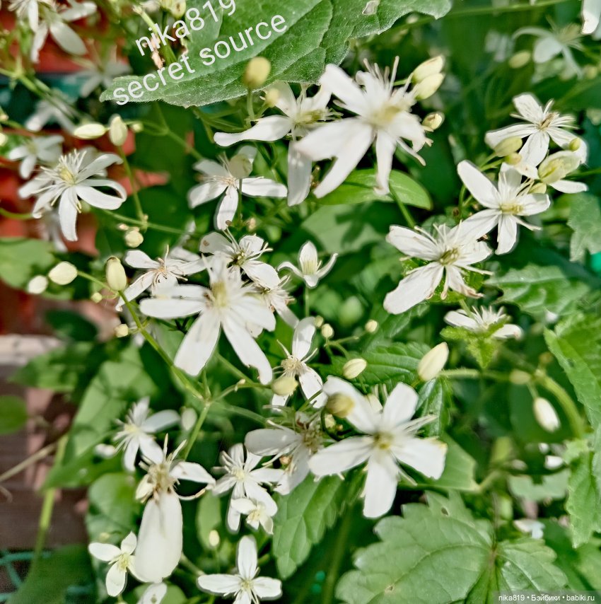 Новенький косюмчик — Куклы Barbie (Барби): Looks (фото 5)