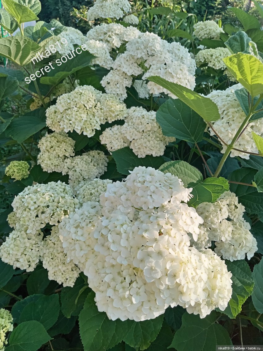 Гортензия
