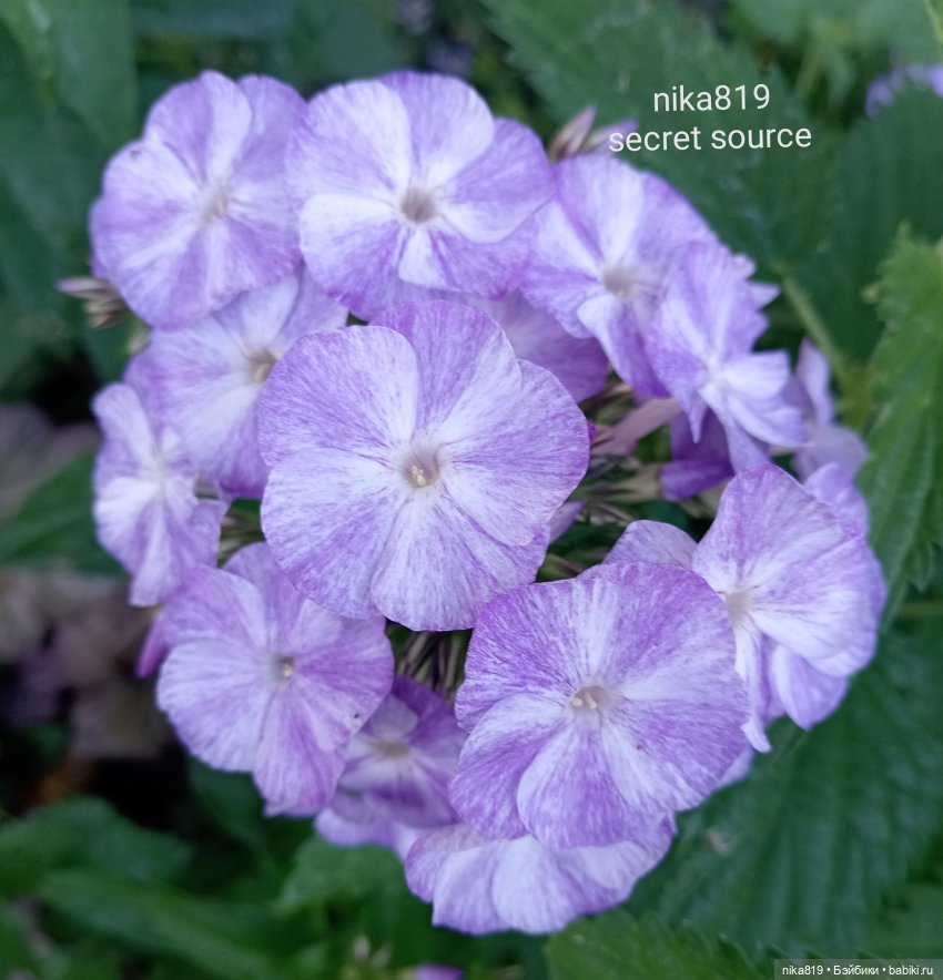 Мужичок с гармошкой — Аналоги Барби и куклы 1/6: клоны 90 (фото 3)