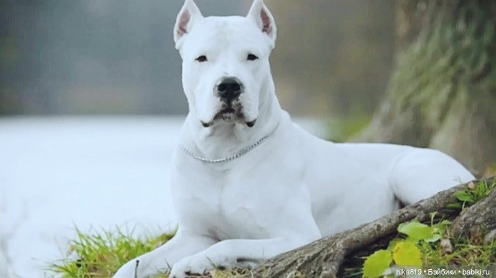 Аргентинец