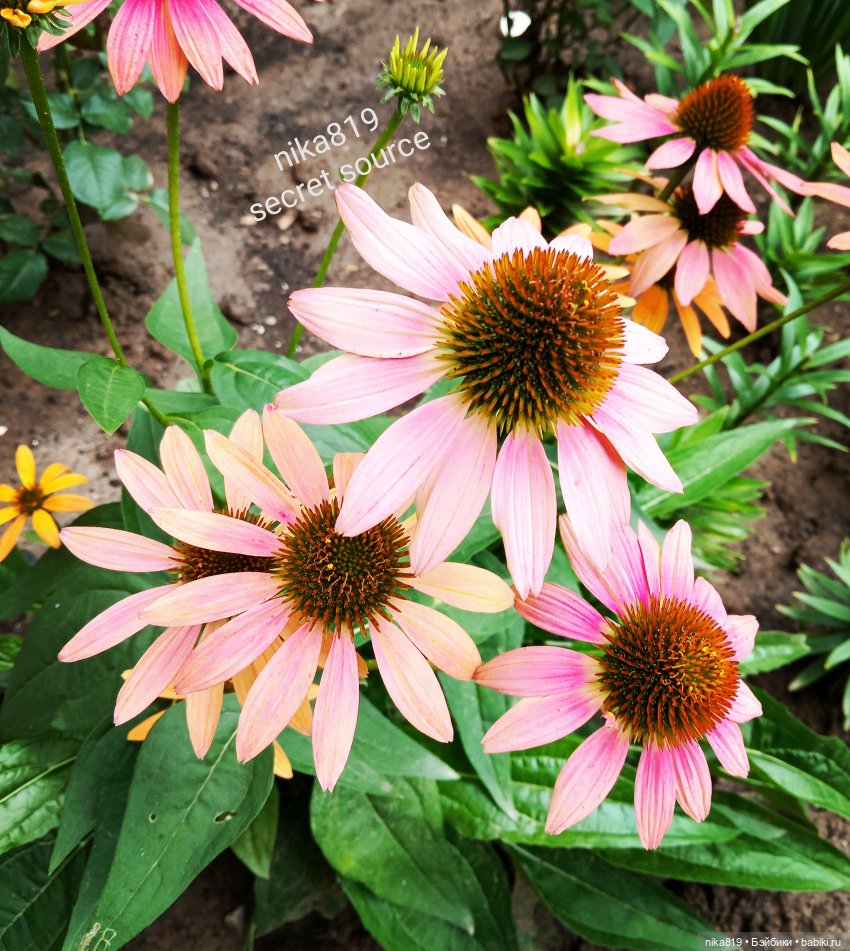 Эхинацея