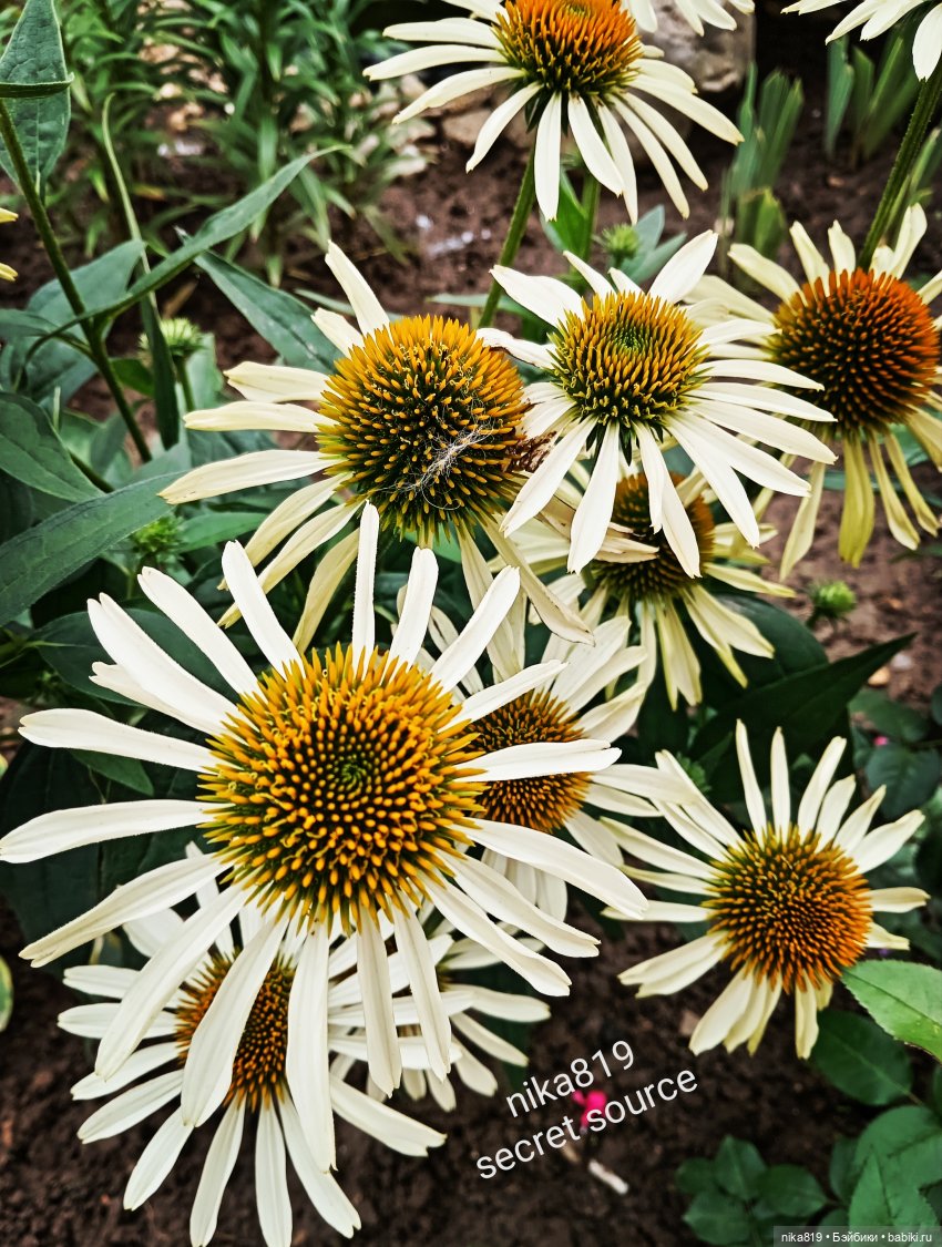 Эхинацея