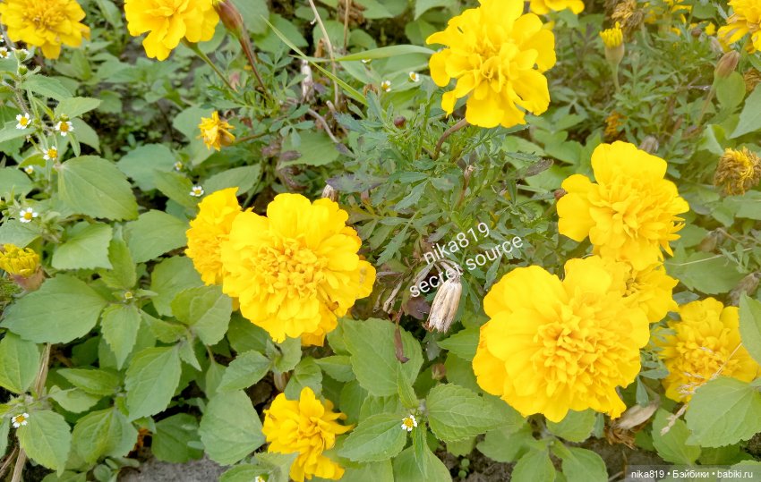 Подружка для Каси — Испанские куклы (разное): Vestida de Azul (фото 6)