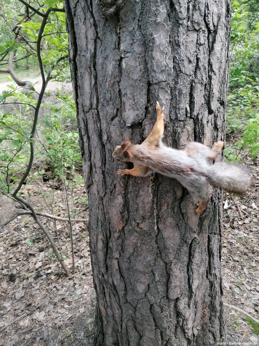 С Муськой на Каменные палатки (фото 9)