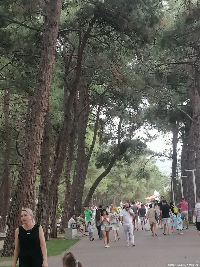 сосновая аллея, Геленджик