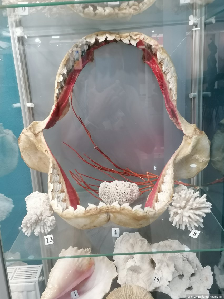 челюсти акулы . Краеведческий музей Геленджика