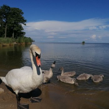 Куршская коса: две недели среди дюн и сосен