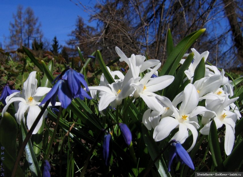 Владения Эльфабы. От весны до осени. (Апрель)