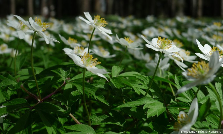 Владения Эльфабы. От весны до осени. (Апрель) (фото 3)