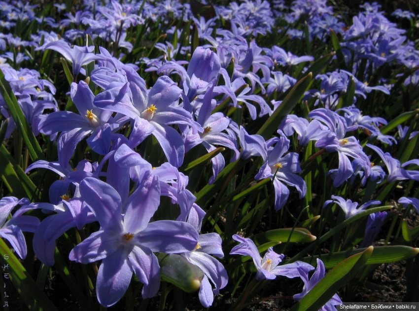 Владения Эльфабы. От весны до осени. (Апрель)