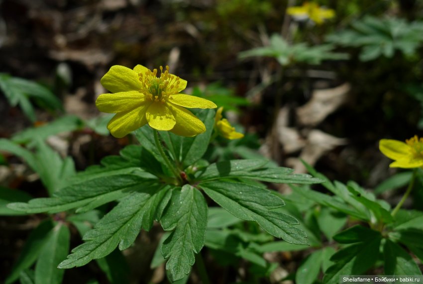 Владения Эльфабы. От весны до осени. (Апрель)