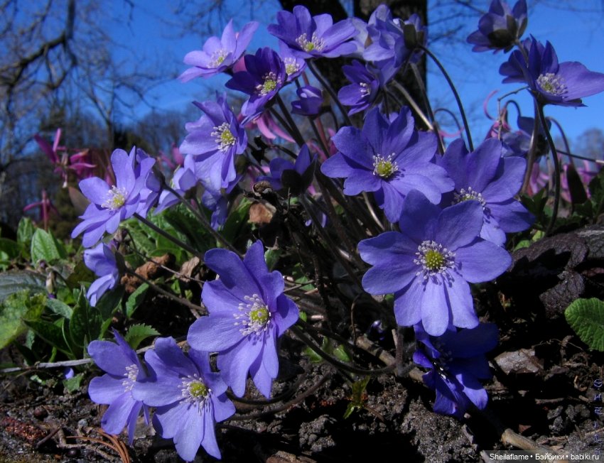 Владения Эльфабы. От весны до осени. (Апрель)