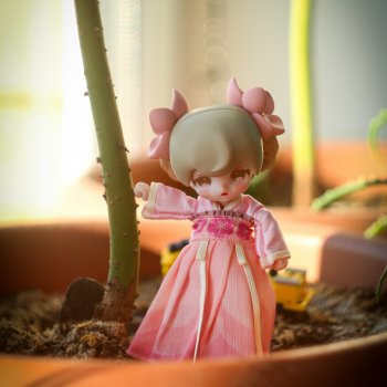 Lucky doll - азиатский лотос по имени Дюшес.