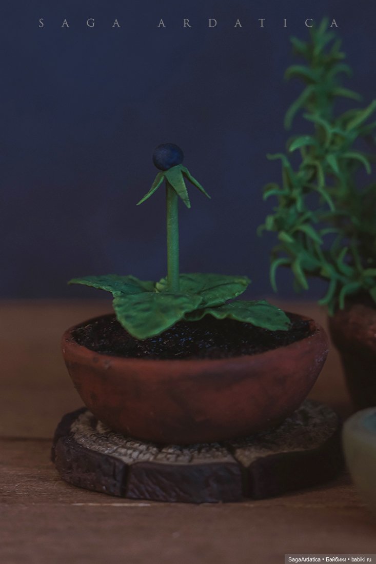 Аптекарский огород в миниатюре (фото 4)