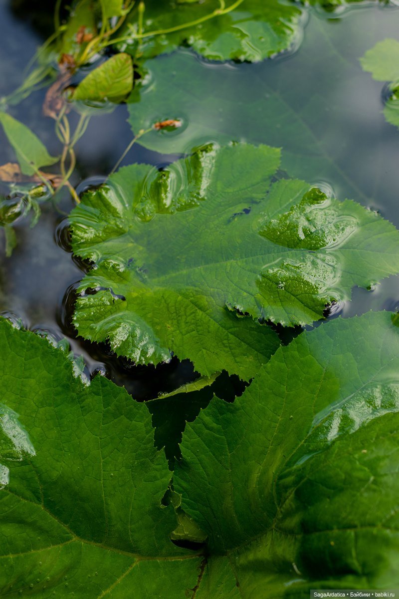 Что нам стоит пруд построить (фото 5)