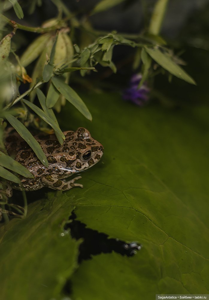Русалочье зеркало — Фотоистории с куклами BJD (БЖД): сериалы (фото 7)