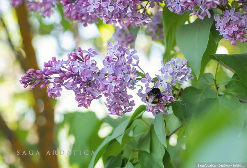 Цветочная Бьяка — Куклы Strawberry Planet: Redberry (фото 6)