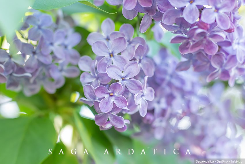 Цветочная Бьяка — Куклы Strawberry Planet: Redberry (фото 7)