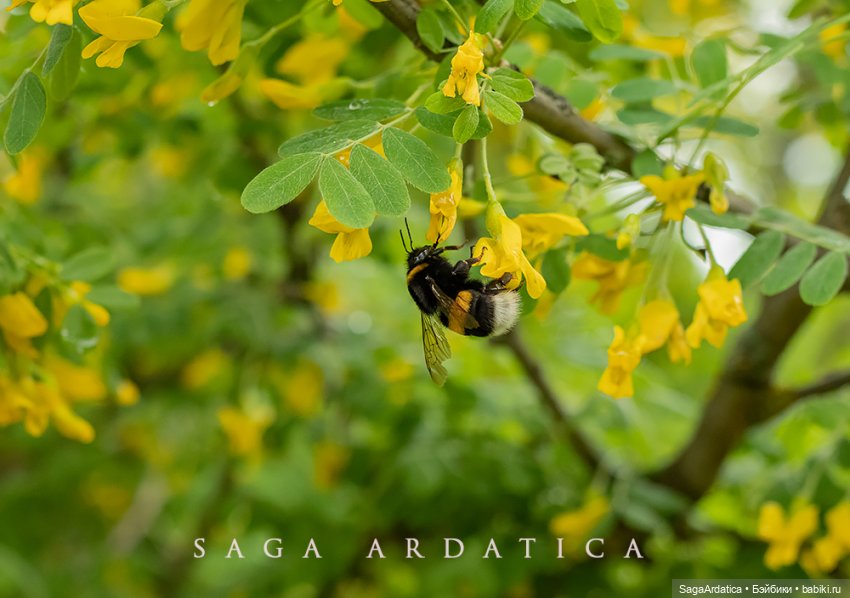 Одуванчиковый рай — Куклы Paola Reina (Паола Рейна): новинки (фото 8)