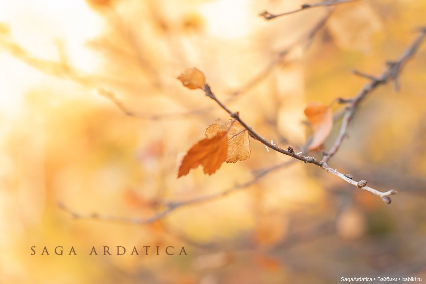 Осенняя прогулка — Фотоистории с куклами BJD (БЖД): сериалы (фото 6)