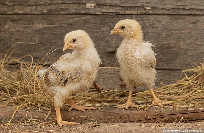 Рута и цыплята — Куклы Paola Reina (Паола Рейна): новинки (фото 4)