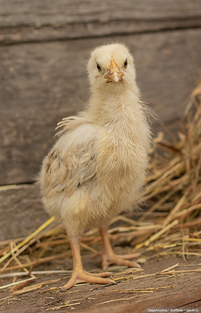 Рута и цыплята — Куклы Paola Reina (Паола Рейна): новинки (фото 5)