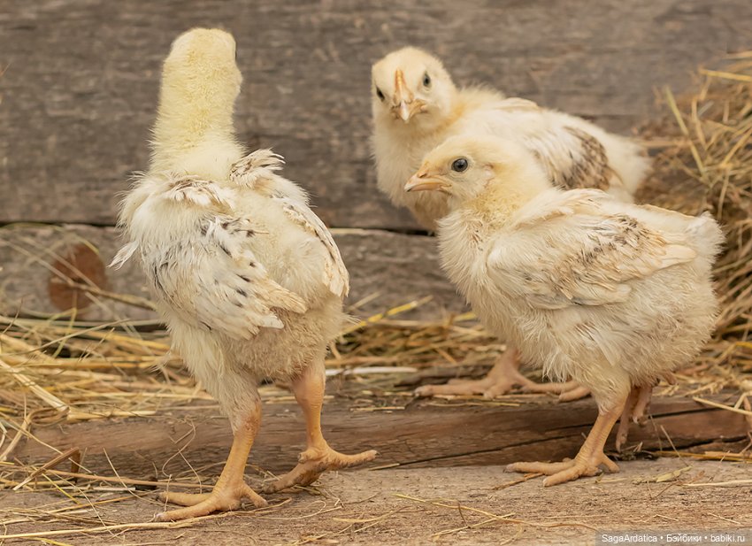 Рута и цыплята — Куклы Paola Reina (Паола Рейна): новинки (фото 3)