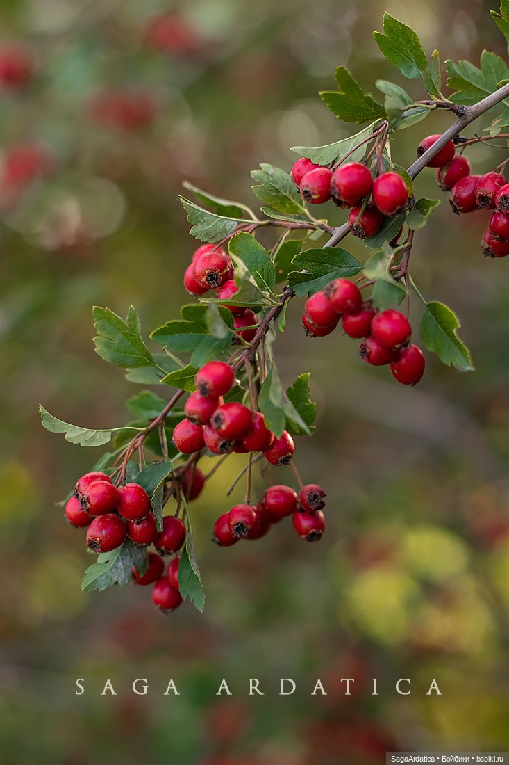 Боярышня — Куклы Strawberry Planet: Redberry (фото 5)