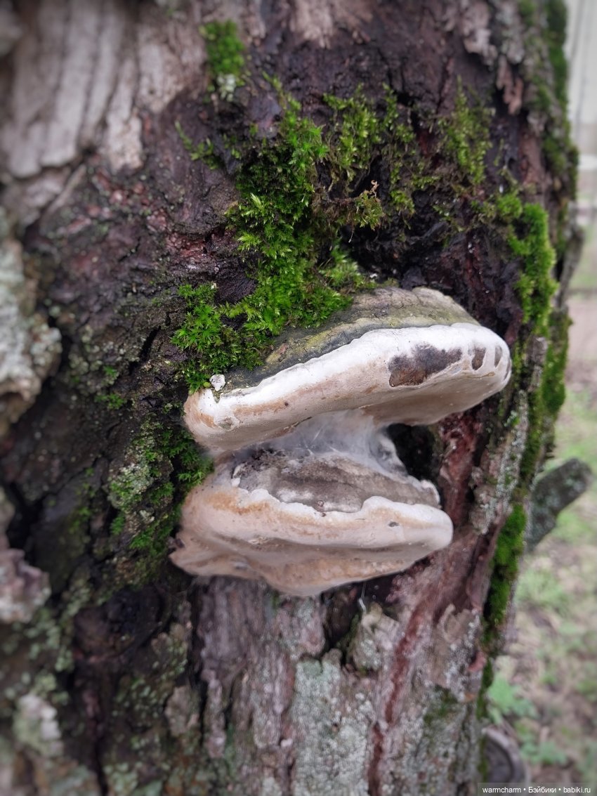 Первая прогулка улитки Вуди (фото 8)