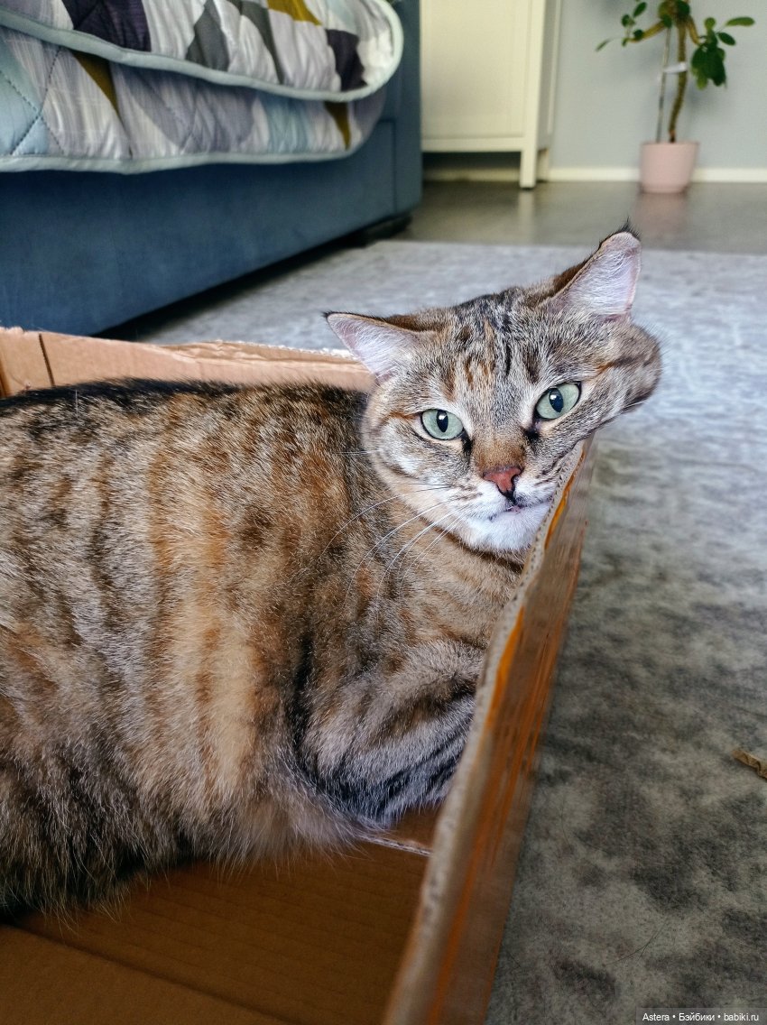 DAFTOYS X WEstudio F014 Pianist 1900 Tim Roth