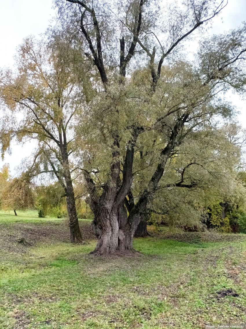 Проводила лето в с. Большое Болдино