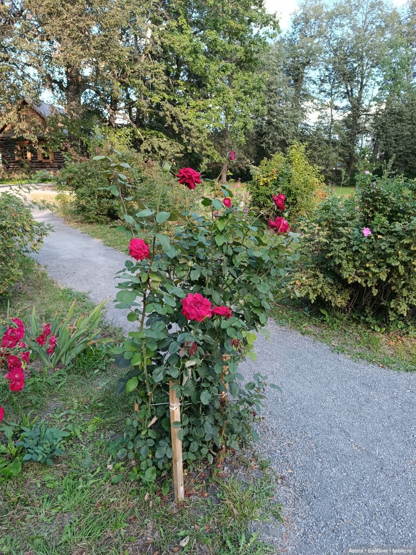 Проводила лето в с. Большое Болдино