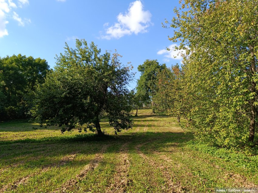 Проводила лето в с. Большое Болдино