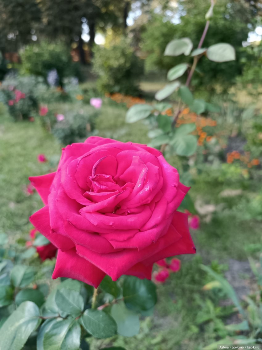 Проводила лето в с. Большое Болдино