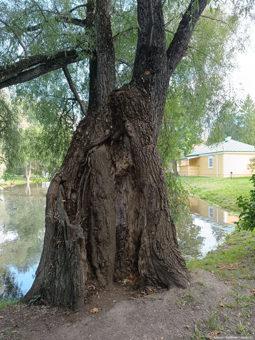 Проводила лето в с. Большое Болдино