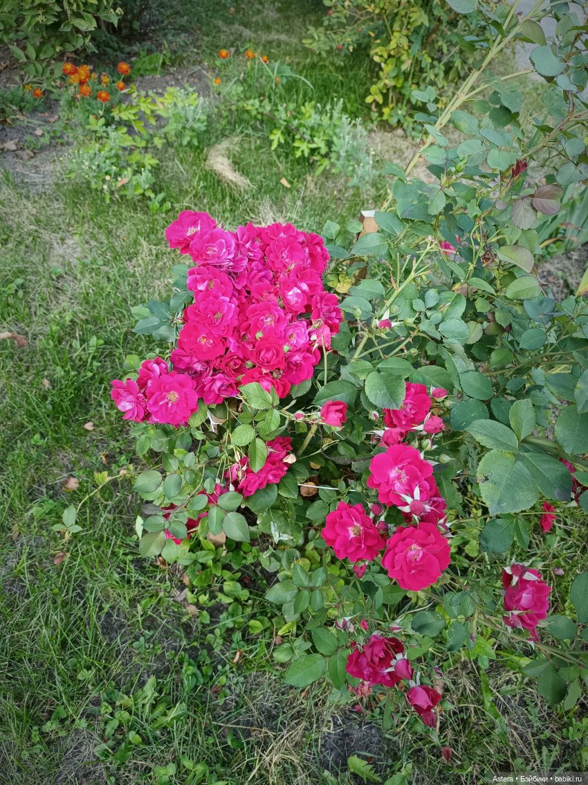 Проводила лето в с. Большое Болдино