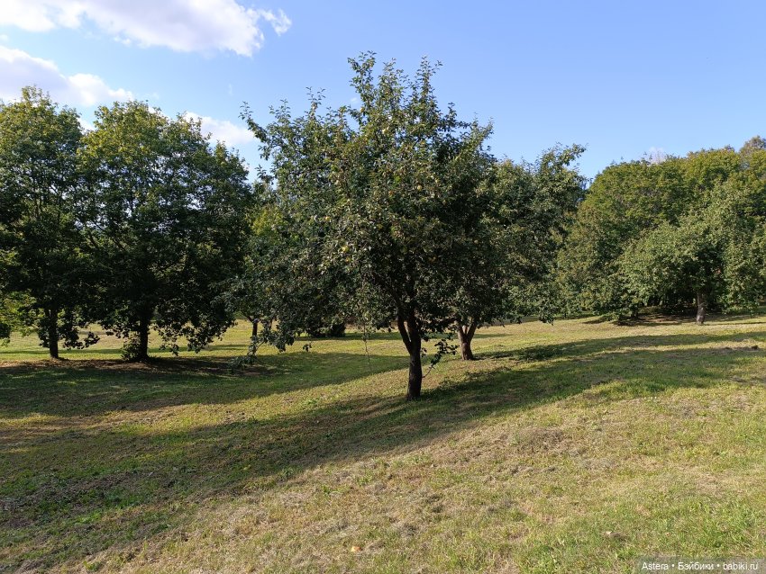 Проводила лето в с. Большое Болдино