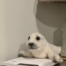 Тедди натюр: детёныш тюленя Сержио