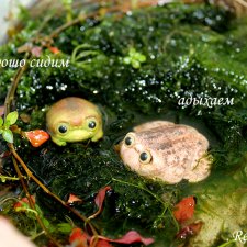 Жабуси и скаты