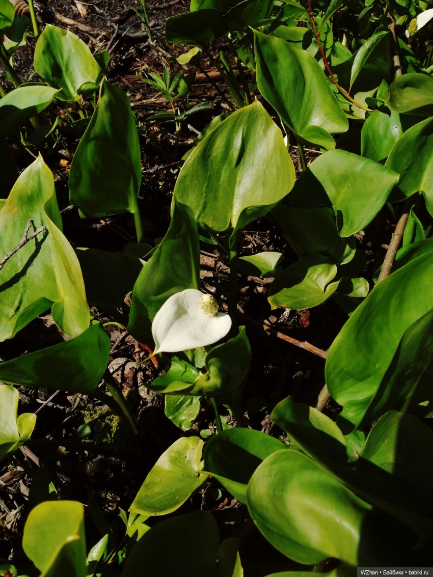 Bozhan: отдых в пригородном лесу. Взяли с собой Лео и младших