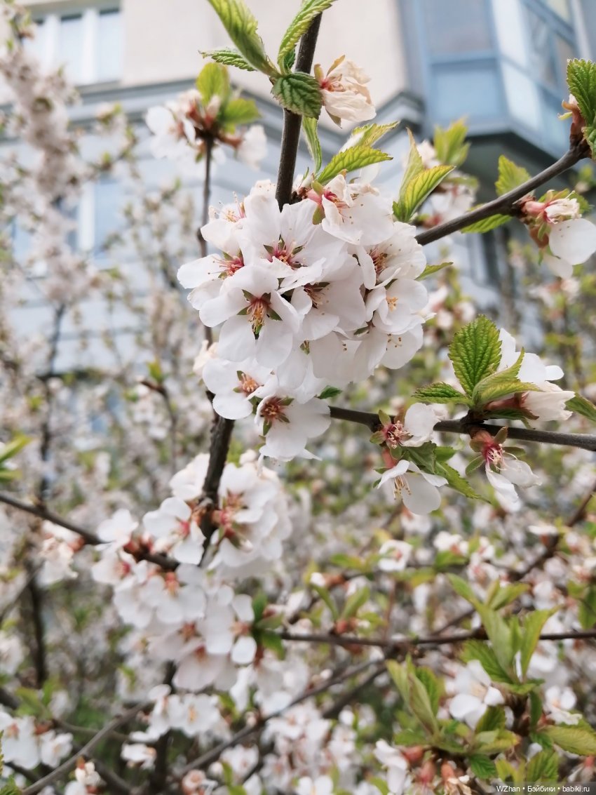 Сяо Чжань, прогулка в майской прохладе (фото 4)