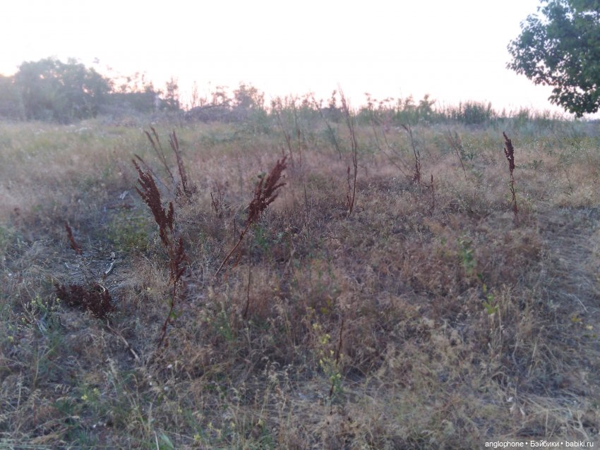 Гуляем с Дави и новенькой (фото 4)