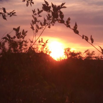 Гуляем с Дави и новенькой