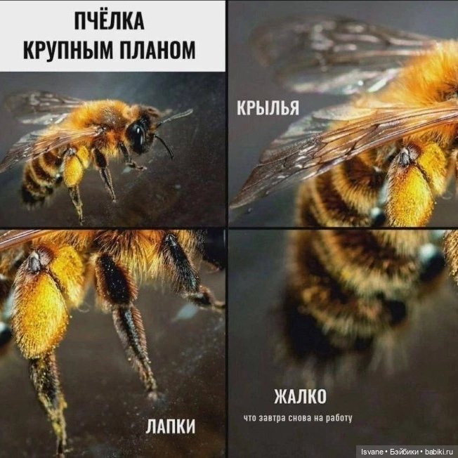 "Да, я - Ева - лучший в мире робот!" или неожиданная импровизация 🎶